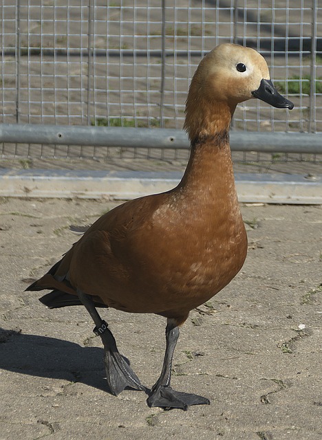 与责任